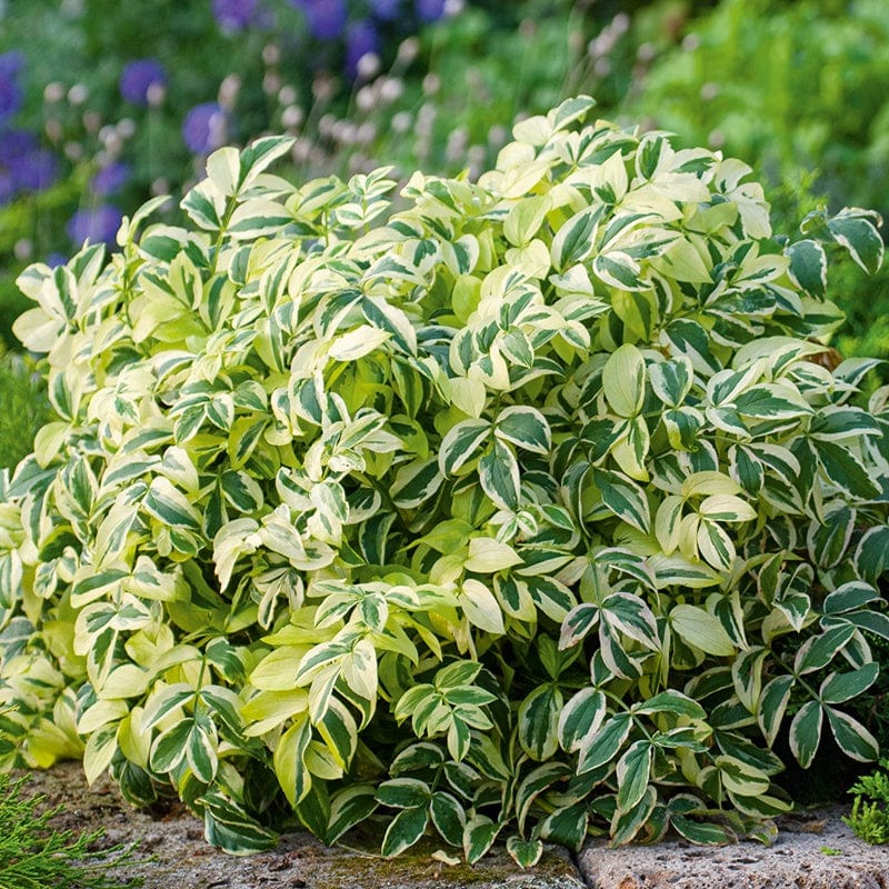 Polemonium Stairway to Heaven- вариегатен полемониум (1597 )